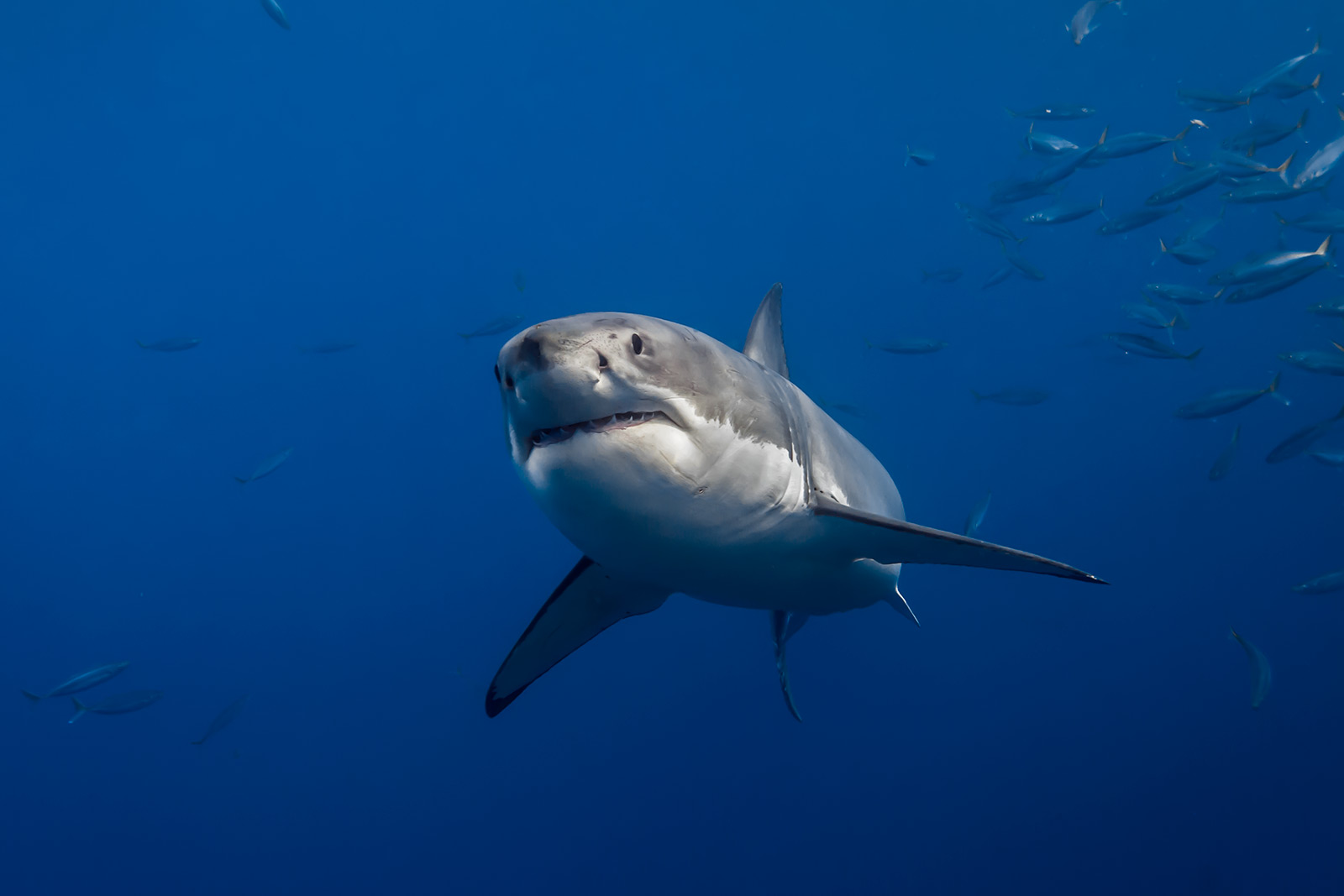 Great white shark swimming - by George T. Probst