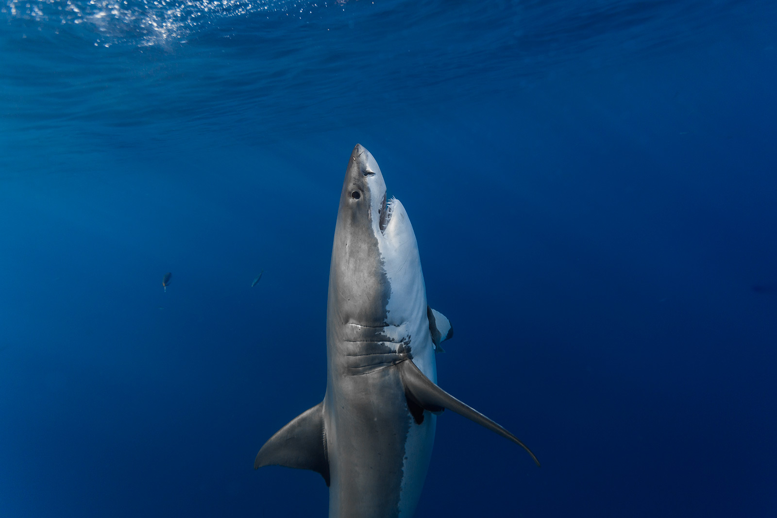 a great white shark charges vertically from the depth image