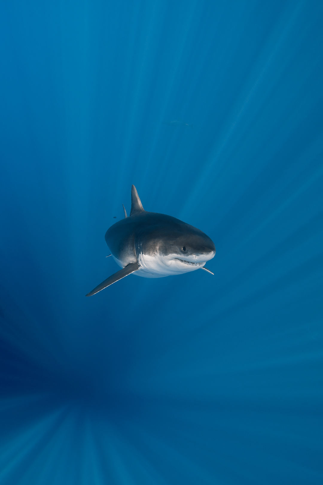 Underwater photo of a male white shark surrounded by rays of sunlight. image