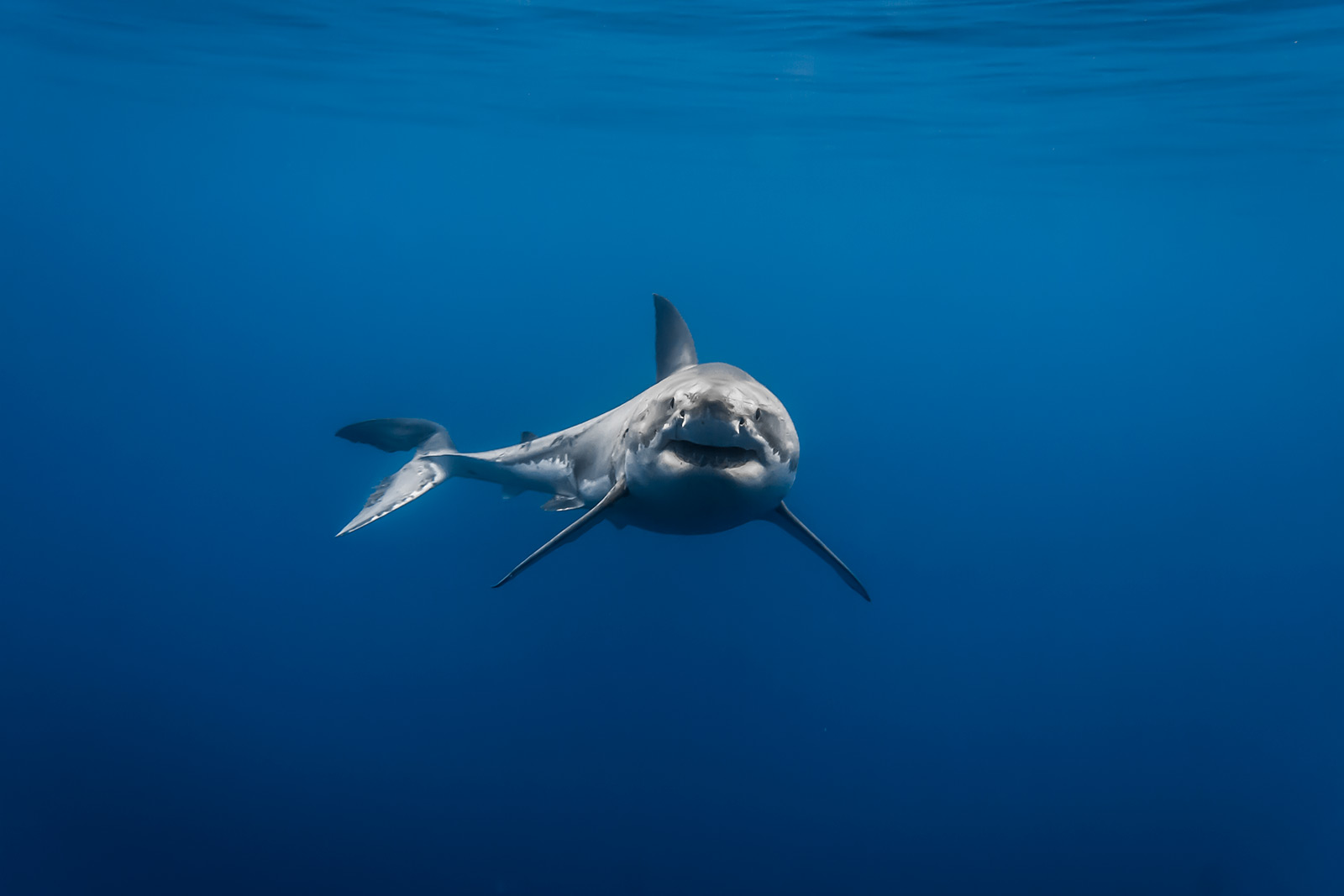 Lucy, a female great white shark, looks at the camera from a distance image