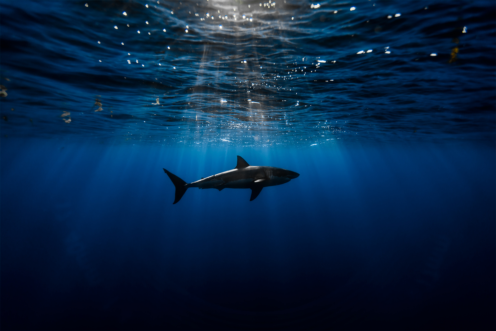 great white shark with magical sunlight  image