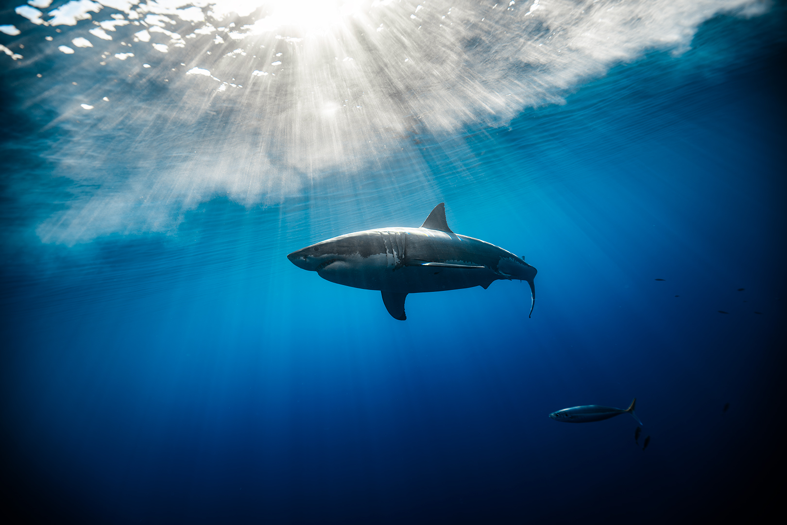 Underwater photo of a male great white shark with sunrays shining down upon him. image