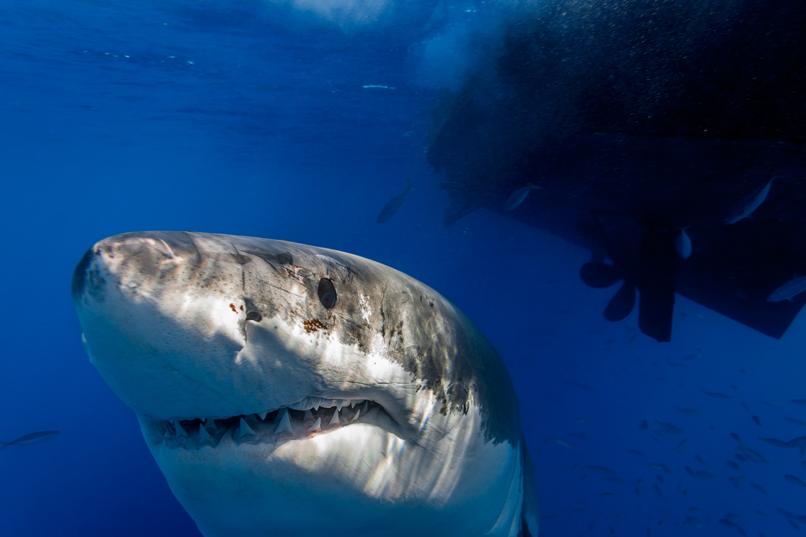 Great white shark playing peek-a-boo image