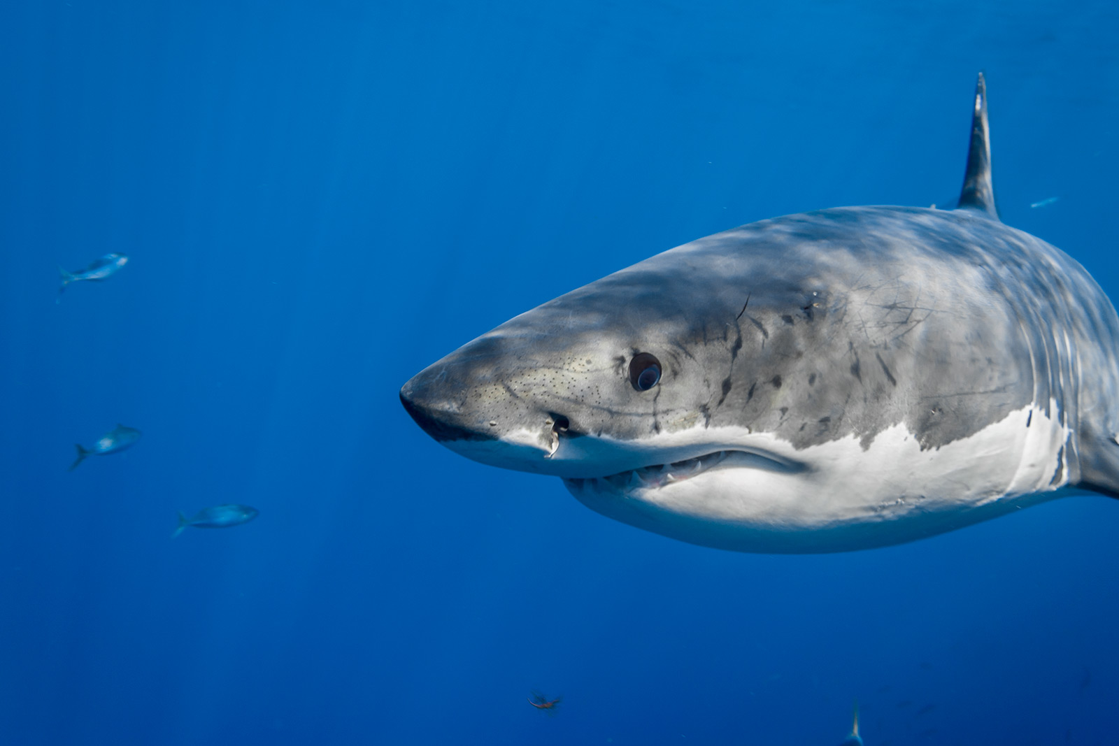 a scarred male great white shark looks at the camera image