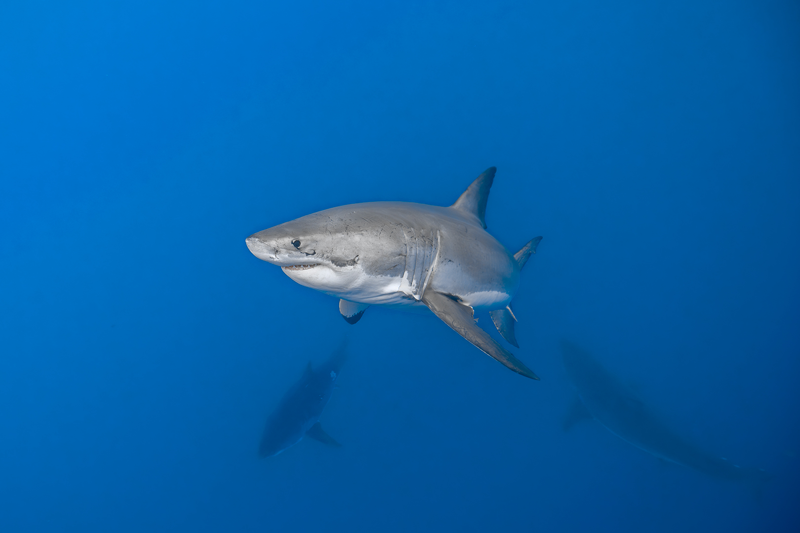 Underwater photo of three female great white sharks in the same frame. image