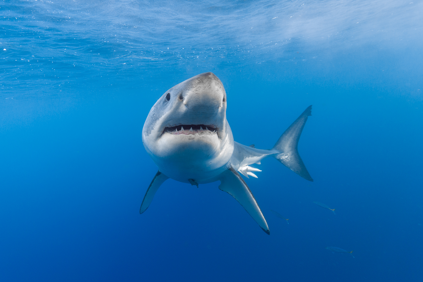 Unwater photo of a male great white shark taken mid-turn as he faces the camera. image